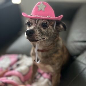 Meet Posher Mariposa 🦋✨